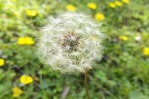 蒲公英什么时候开花，真正的蒲公英长什么样【库百科农业网】