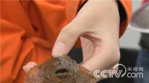 [致富经]卢泽辉：螃蟹养殖靠懒鱼翻身的90后小伙【库百科农业网】