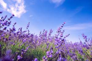 薰衣草什么时候施肥，薰衣草怎么施肥【库百科农业网】