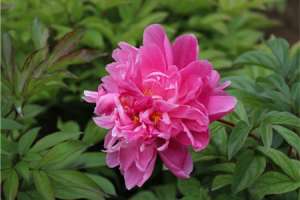 芍药多长时间浇一次水，芍药花什么时候浇水【库百科农业网】