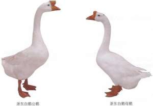 象山白鹅（定海白鹅、绍兴白鹅）【库百科农业网】