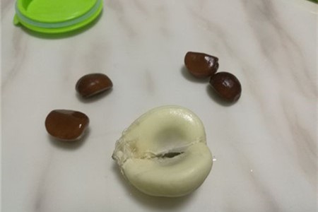 蛇皮果种子盆栽怎么种，需要几年挂果【库百科农业网】