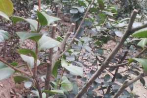 栽山茶株距行距是多少【库百科农业网】