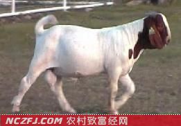 波尔山羊(Boer)【库百科农业网】