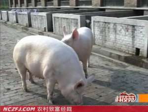 山西白猪养殖技术 [农广天地]【库百科农业网】