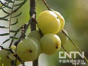 [致富经余甘果]黄雄芳