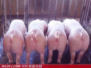 大约克猪饲养技术　[农广天地]【库百科农业网】