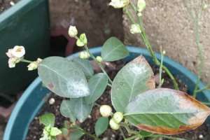 蓝莓种植技术，种植气候要求【库百科农业网】