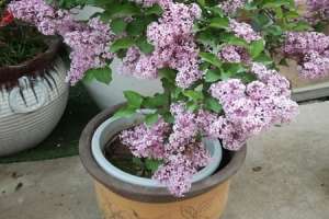 丁香花在北方能种吗，丁香花可以在室内养吗【库百科农业网】