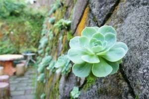 新买的石莲花怎么养【库百科农业网】