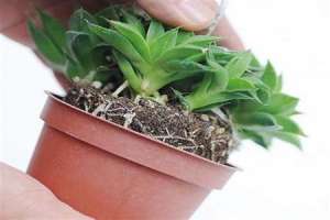 多肉花盆土放多少【库百科农业网】