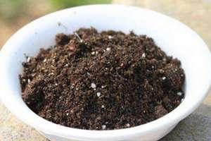 香水柠檬盆栽种植方法【库百科农业网】