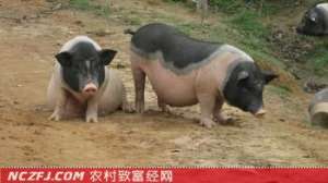 陆川猪【库百科农业网】