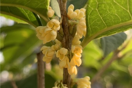 桂花施肥方法，用什么肥好【库百科农业网】