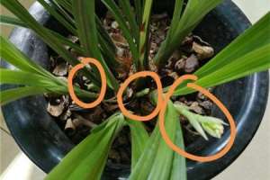 兰花几月发芽，秋季发芽吗【库百科农业网】