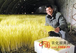 温室蒜黄栽培技术【库百科农业网】