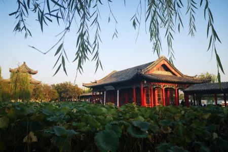济南适合养什么花，市花和市树是什么【库百科农业网】