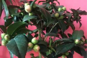 茶花掉花苞是怎么回事【库百科农业网】