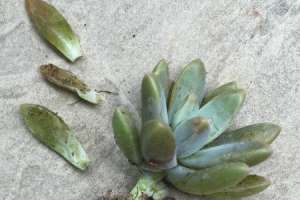 把多肉植物叶子弄断了怎么补救【库百科农业网】