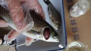 草鱼烂鳃病的防治方法【库百科农业网】