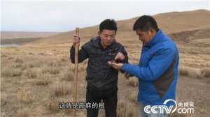 [致富经]胡玉龙-养殖蕨麻猪年销售700万元【库百科农业网】