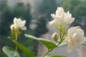 茉莉冬天可以换盆吗【库百科农业网】