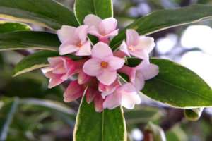 瑞香花放室内有毒吗【库百科农业网】