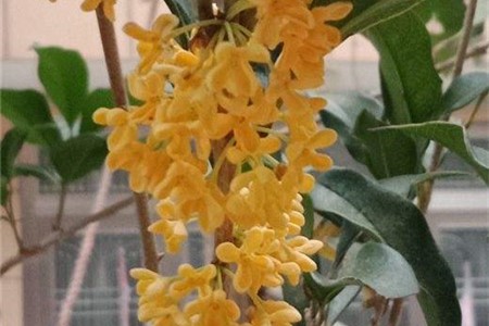 桂花施肥方法，用什么肥好【库百科农业网】