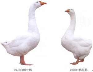 四川白鹅　四川白鹅养殖【库百科农业网】