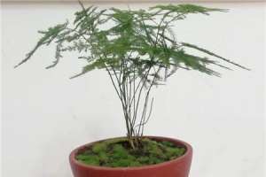 新买的文竹怎么养【库百科农业网】