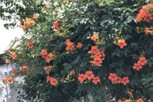 凌霄花养在家里吉利吗，养在客厅好不好【库百科农业网】