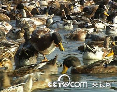 [致富经养鸭]李江吃海鲜的咸水鸭价格高【库百科农业网】