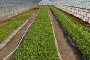 蔬菜防虫网覆盖栽培技术【库百科农业网】