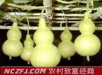 [农广天地]葫芦种植技术【库百科农业网】