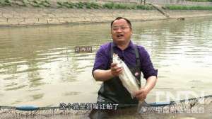 [致富经]胡再明：养鱼养翘嘴红鲌价格翻三倍的秘密【库百科农业网】