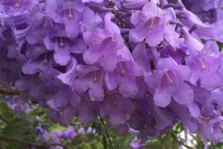 蓝花楹