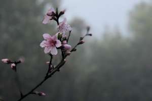 桃花修剪什么时间最好，桃花可以重剪吗【库百科农业网】