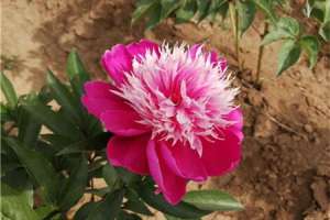 芍药花怎么养，芍药花图片【库百科农业网】
