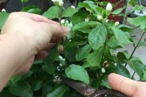春天茉莉什么时候剪枝【库百科农业网】