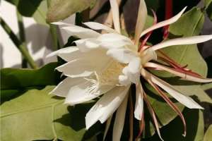 新买的昙花怎么养【库百科农业网】