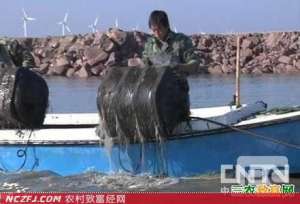 皱纹盘鲍浮筏养殖技术(上) [农广天地]【库百科农业网】