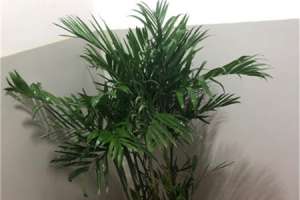 新买的夏威夷椰子怎么养【库百科农业网】