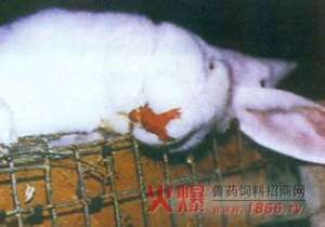 兔瘟防治方法【库百科农业网】