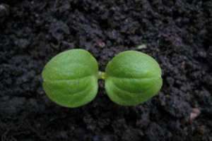 凤仙花种子发芽的过程【库百科农业网】