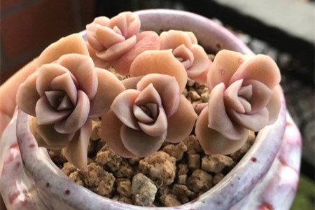 经扦插后爆盆的可爱玫瑰