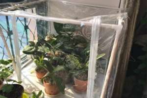 蝴蝶兰的养殖方法和
