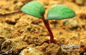 花卉种子出苗率低的原因及解决方法【库百科农业网】