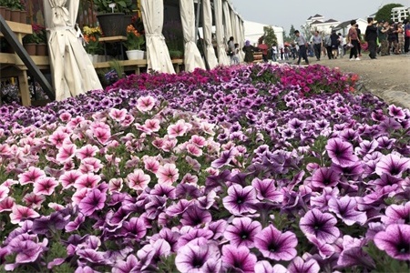 柳州适合养什么花，市花和市树是什么【库百科农业网】