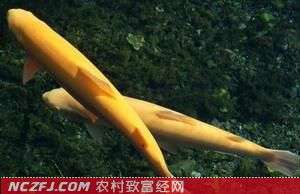 金鳟鱼养殖技术　[农广天地视频]【库百科农业网】
