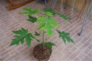 木瓜籽能种植吗【库百科农业网】
